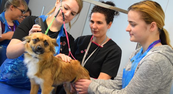 Female dog grooming students cutting the hair of a dog