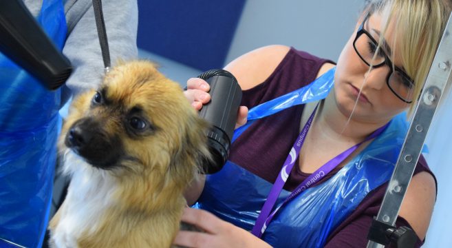 Female dog grooming student blow drying the hair of a dog