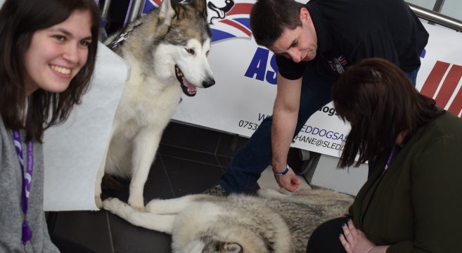 Student with Sled Therapy Dogs