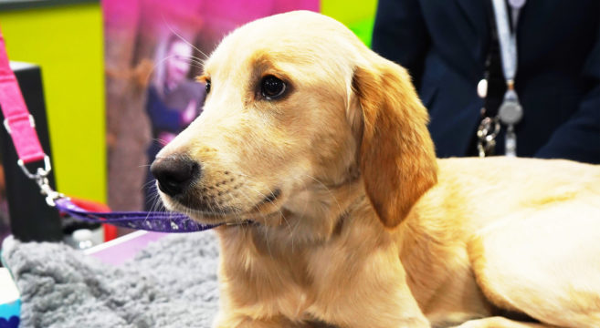 Dog Grooming demonstration at open day